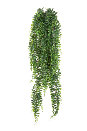 Hochwertige künstliche Hängepflanze auf transparentem Hintergrund mit echt wirkenden Kunstblättern in natürlicher Anordnung. Künstlicher Schwertfarn - Elisabeth hat die Farbe Natur und ist 100 cm hoch. | aplanta Kunstpflanzen
