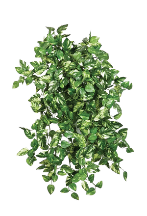 Hochwertige künstliche Hängepflanze auf transparentem Hintergrund mit echt wirkenden Kunstblättern in natürlicher Anordnung. Künstliche Pothos - Emir hat die Farbe Natur | aplanta Kunstpflanzen