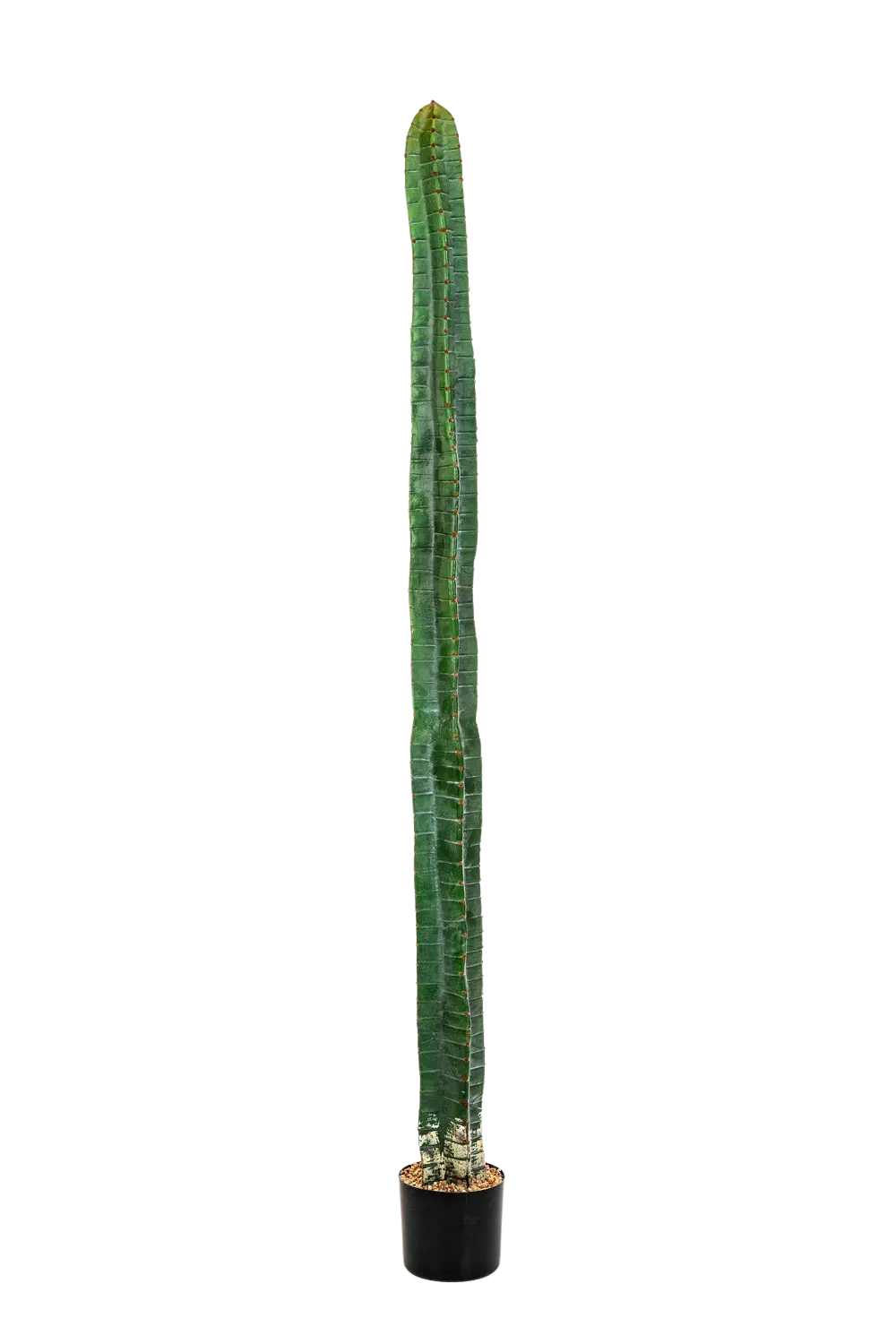 Cactus artificiel - Henning | 180 cm