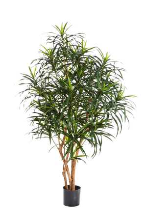 Künstlicher Drachenbaum - Hauke auf transparentem Hintergrund mit echt wirkenden Kunstblättern in natürlicher Anordnung. Künstlicher Drachenbaum - Hauke hat die Farbe Natur und ist 120 cm hoch. | aplanta Kunstpflanzen