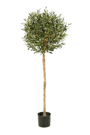 Hochwertiger Olivenbaum künstlich auf transparentem Hintergrund mit echt wirkenden Kunstblättern in natürlicher Anordnung. Künstlicher Olivenbaum - Isa hat die Farbe Natur und ist 140 cm hoch. | aplanta Kunstpflanzen