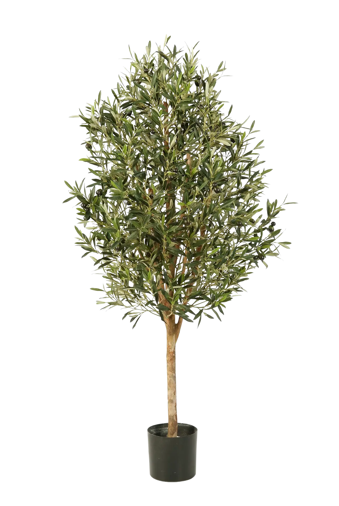 Hochwertiger Olivenbaum künstlich auf transparentem Hintergrund mit echt wirkenden Kunstblättern in natürlicher Anordnung. Künstlicher Olivenbaum - Ilaria hat die Farbe Natur und ist 170 cm hoch. | aplanta Kunstpflanzen