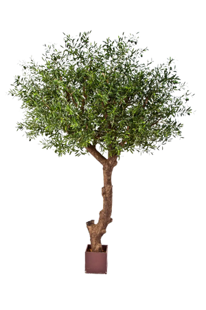 Hochwertiger Olivenbaum künstlich auf transparentem Hintergrund mit echt wirkenden Kunstblättern in natürlicher Anordnung. Künstlicher Olivenbaum - Ilias hat die Farbe Natur und ist 270 cm hoch. | aplanta Kunstpflanzen