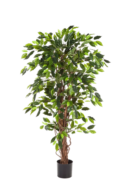 Künstliche Feige - Issa, 150 cm, Kunstbaum von aplanta, in Natur, für drinnen