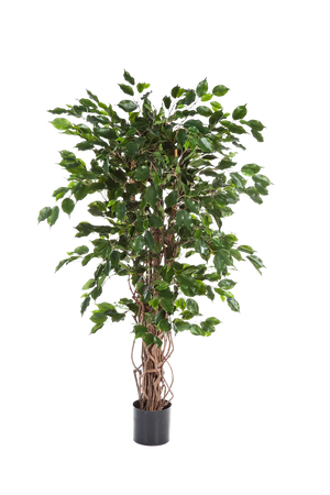 Künstlicher Ficus - Jasmin auf transparentem Hintergrund mit echt wirkenden Kunstblättern in natürlicher Anordnung. Künstlicher Ficus - Jasmin hat die Farbe Natur und ist 210 cm hoch. | aplanta Kunstpflanzen