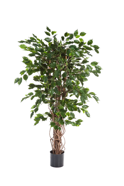 Künstlicher Ficus - Jasmin auf transparentem Hintergrund mit echt wirkenden Kunstblättern in natürlicher Anordnung. Künstlicher Ficus - Jasmin hat die Farbe Natur und ist 210 cm hoch. | aplanta Kunstpflanzen