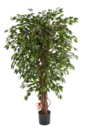 Künstlicher Ficus - Juna auf transparentem Hintergrund mit echt wirkenden Kunstblättern in natürlicher Anordnung. Künstlicher Ficus - Juna hat die Farbe Natur und ist 210 cm hoch. | aplanta Kunstpflanzen