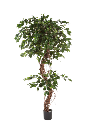 Künstlicher Gummibaum - Joshua auf transparentem Hintergrund mit echt wirkenden Kunstblättern. Diese Kunstpflanze gehört zur Gattung/Familie der "Feigen" bzw. "Kunst-Feigen".
