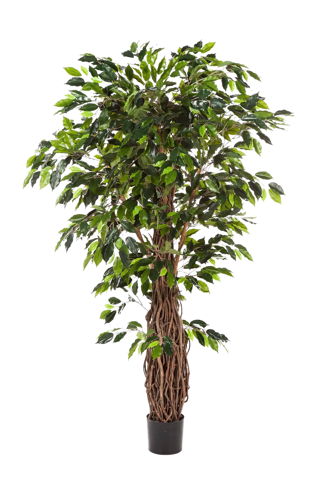 Künstlicher Ficus - Jannik auf transparentem Hintergrund mit echt wirkenden Kunstblättern in natürlicher Anordnung. Künstlicher Ficus - Jannik hat die Farbe Natur und ist 210 cm hoch. | aplanta Kunstpflanzen