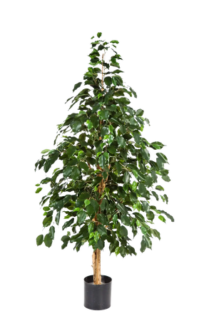 Künstlicher Baum - Katja auf transparentem Hintergrund mit echt wirkenden Kunstblättern in natürlicher Anordnung. Künstlicher Baum - Katja hat die Farbe Natur und ist 180 cm hoch. | aplanta Kunstpflanzen