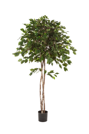 Künstlicher Ficus - Kathleen auf transparentem Hintergrund mit echt wirkenden Kunstblättern in natürlicher Anordnung. Künstlicher Ficus - Kathleen hat die Farbe Natur und ist 180 cm hoch. | aplanta Kunstpflanzen