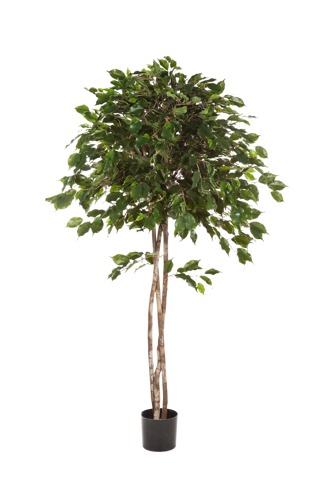 Künstlicher Ficus - Kathleen auf transparentem Hintergrund mit echt wirkenden Kunstblättern in natürlicher Anordnung. Künstlicher Ficus - Kathleen hat die Farbe Natur und ist 180 cm hoch. | aplanta Kunstpflanzen