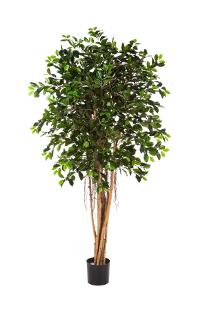 Künstlicher Chinesischer Ficus - Konstantin auf transparentem Hintergrund mit echt wirkenden Kunstblättern. Diese Kunstpflanze gehört zur Gattung/Familie der "Feigen" bzw. "Kunst-Feigen".
