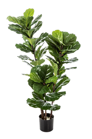 Künstlicher Ficus Lyrata - Lena auf transparentem Hintergrund mit echt wirkenden Kunstblättern. Diese Kunstpflanze gehört zur Gattung/Familie der "Geigenfeigen" bzw. "Kunst-Geigenfeigen".