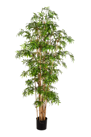 Hochwertiger Kunstbambus auf transparentem Hintergrund mit echt wirkenden Kunstblättern in natürlicher Anordnung. Künstlicher Bambus - Lucia hat die Farbe Natur und ist 110 cm hoch. | aplanta Kunstpflanzen