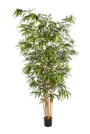 Künstlicher Bambus - Lars auf transparentem Hintergrund mit echt wirkenden Kunstblättern. Diese Kunstpflanze gehört zur Gattung/Familie der "Bambuse" bzw. "Kunst-Bambuse".