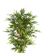 Hochwertiger Kunstbambus auf transparentem Hintergrund mit echt wirkenden Kunstblättern in natürlicher Anordnung. Künstlicher Bambus - Melina hat die Farbe Natur und ist 240 cm hoch. | aplanta Kunstpflanzen