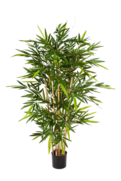 Hochwertiger Kunstbambus auf transparentem Hintergrund mit echt wirkenden Kunstblättern in natürlicher Anordnung. Künstlicher Bambus - Melina hat die Farbe Natur und ist 240 cm hoch. | aplanta Kunstpflanzen