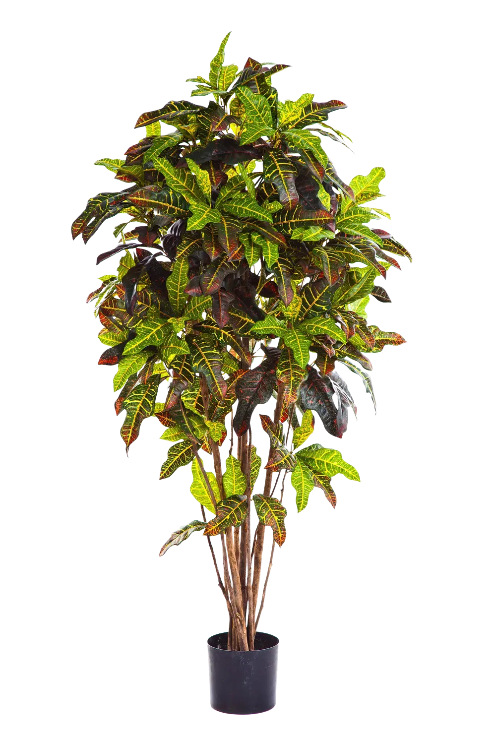 Künstlicher Croton - Oriana auf transparentem Hintergrund mit echt wirkenden Kunstblättern in natürlicher Anordnung. Künstlicher Croton - Oriana hat die Farbe Natur und ist 120 cm hoch. | aplanta Kunstpflanzen