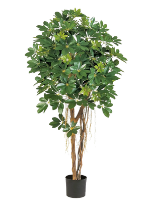 Schefflera artificiel - Olaf | 170 cm