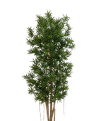 Podocarpus Reflexa artificiel- Paul | 180 cm