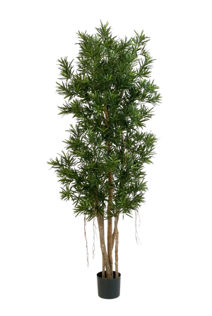 Podocarpus Reflexa artificiel- Paul | 180 cm