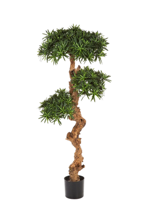 Künstlicher Podocarpus - Phil auf transparentem Hintergrund mit echt wirkenden Kunstblättern in natürlicher Anordnung. Künstlicher Podocarpus - Phil hat die Farbe Natur und ist 120 cm hoch. | aplanta Kunstpflanzen