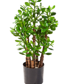 Künstlicher Geldbaum - Poyraz auf transparentem Hintergrund mit echt wirkenden Kunstblättern in natürlicher Anordnung. Künstlicher Geldbaum - Poyraz hat die Farbe Natur und ist 60 cm hoch. | aplanta Kunstpflanzen