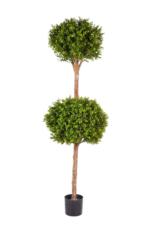 Hochwertiger Buchsbaum künstlich auf transparentem Hintergrund mit echt wirkenden Kunstblättern in natürlicher Anordnung. Künstlicher Buchsbaum - Ruben hat die Farbe Natur und ist 165 cm hoch. | aplanta Kunstpflanzen