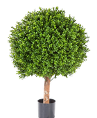 Hochwertiger Buchsbaum künstlich auf transparentem Hintergrund mit echt wirkenden Kunstblättern in natürlicher Anordnung. Künstlicher Buchsbaum - Rico hat die Farbe Natur und ist 95 cm hoch. | aplanta Kunstpflanzen