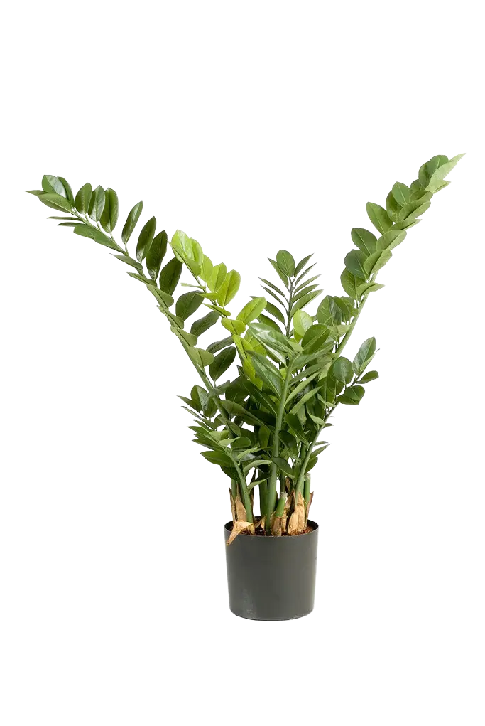 Zamioculcas artificiel - Svea | 90 cm