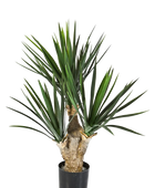 Hochwertige Kunstpalme auf transparentem Hintergrund mit echt wirkenden Kunstblättern in natürlicher Anordnung. Künstliche Yucca Palme - Stefan hat die Farbe Natur und ist 68 cm hoch. | aplanta Kunstpflanzen