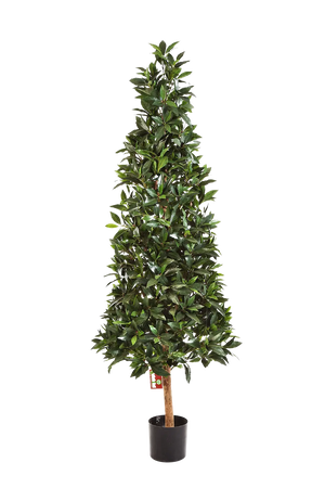 Künstliche Lorbeer - Teresa auf transparentem Hintergrund mit echt wirkenden Kunstblättern. Diese Kunstpflanze gehört zur Gattung/Familie der "Lorbeeren" bzw. "Kunst-Lorbeeren".