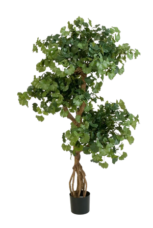 Künstlicher Ginkgo - Tino auf transparentem Hintergrund mit echt wirkenden Kunstblättern. Diese Kunstpflanze gehört zur Gattung/Familie der "Ginkgo" bzw. "Kunst-Ginkgo".