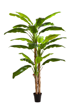 Künstlicher Bananenbaum - Pauline auf transparentem Hintergrund mit echt wirkenden Kunstblättern in natürlicher Anordnung. Künstlicher Bananenbaum - Pauline hat die Farbe Natur und ist 300 cm hoch. | aplanta Kunstpflanzen