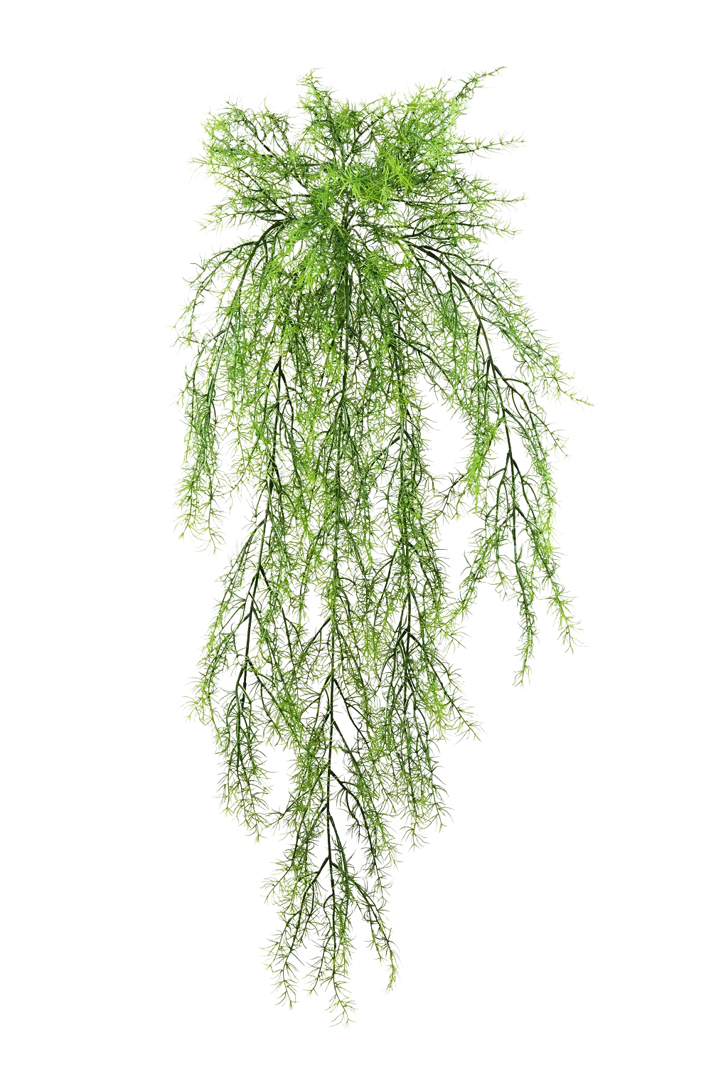 Hochwertige künstliche Hängepflanze auf transparentem Hintergrund mit echt wirkenden Kunstblättern in natürlicher Anordnung. Künstlicher Hängebusch - Milan hat die Farbe Natur und ist 75 cm hoch. | aplanta Kunstpflanzen