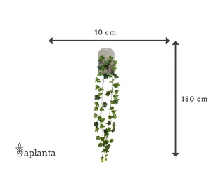 Guirlande de lierre artificielle - Joline | 180 cm