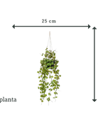 Künstliche Hänge-Leuchterblume - Konrad | 50 cm