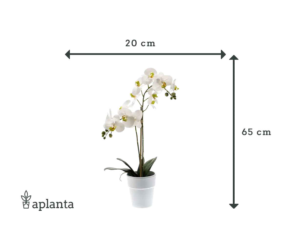 Orchidée artificielle - Leonard | Real Touch | 65 cm