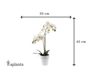Orchidée artificielle - Leonard | Real Touch | 65 cm