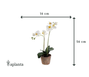 Orchidée artificielle - Nika | 56 cm