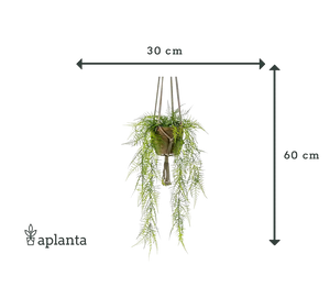 Asperge artificielle suspendue en plumes - Jannis | 60 cm