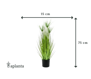 Chypre artificiel - Kimberly | 75 cm